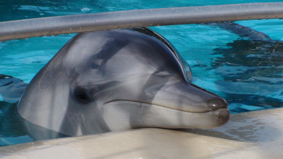 Coffs Harbour Pet Porpoise Pool Friendly Dolphin