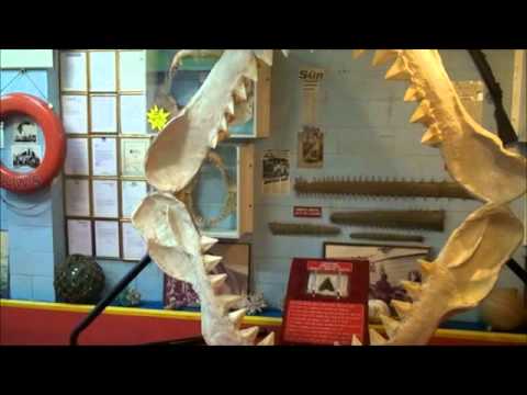 Vic Hislop Shark & Whale Expo, Hervey Bay
