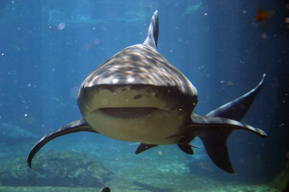 Shark Attack At Nobby Beach