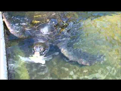Neptunes Reefworld Aquarium Urangan For A Fun Family Day Out