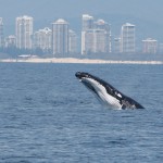 Whale Watching Gold Coast Cruise
